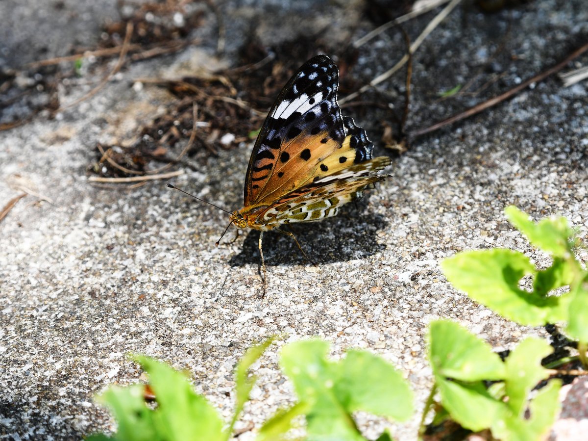 #123:
  ...
    f/... at ...mm - Shutter Speed: ... - ISO: ...